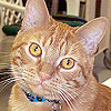 Our cat Gus